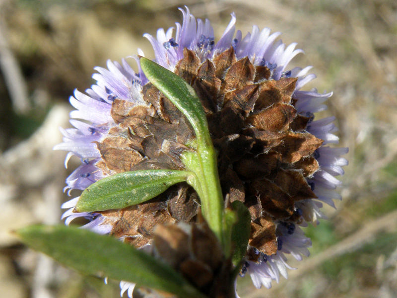 Globularia alypum / Vedovelle cespugliose